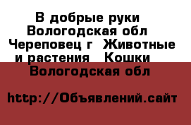 В добрые руки - Вологодская обл., Череповец г. Животные и растения » Кошки   . Вологодская обл.